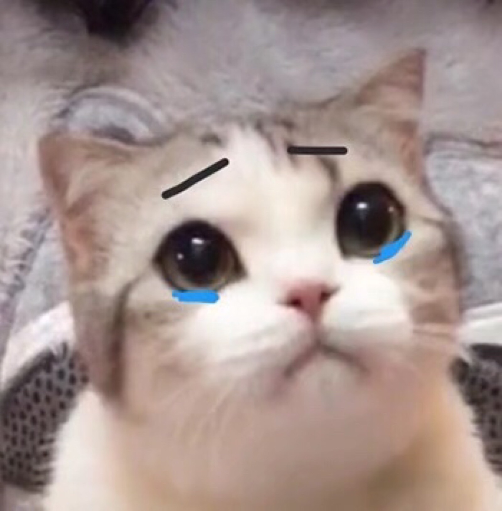 表情包 