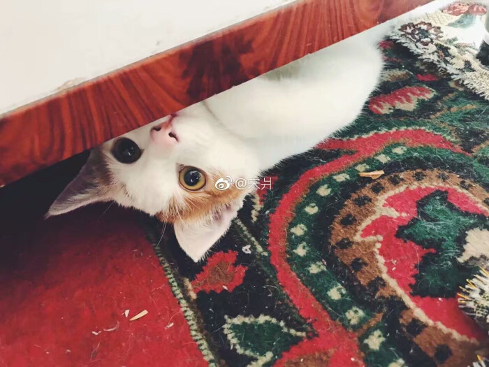 小咪