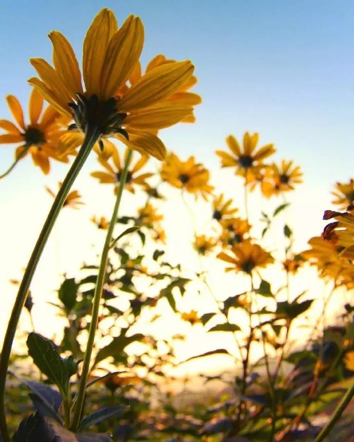 『一花一叶一世界』太阳花,唯美意境,小清新植物手机壁纸