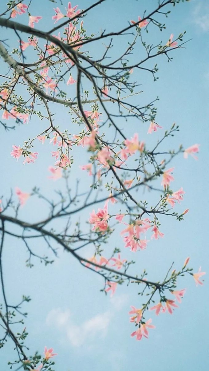 『一花一叶一世界』小花,唯美意境小清新植物壁纸喜欢花开瞬间充满