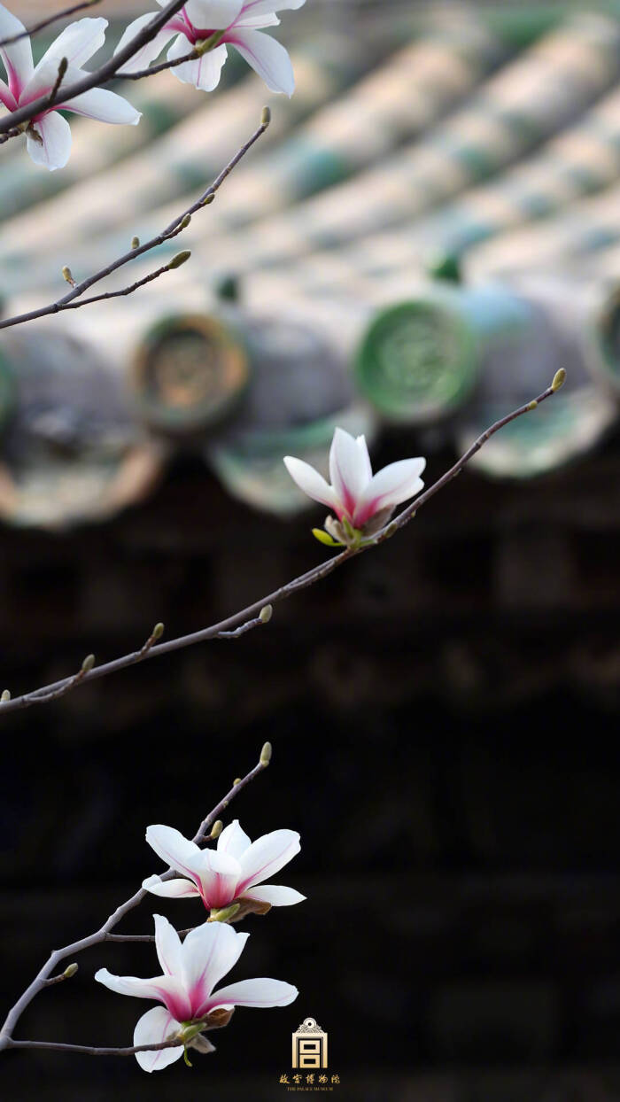 玉兰花开,春日旧景