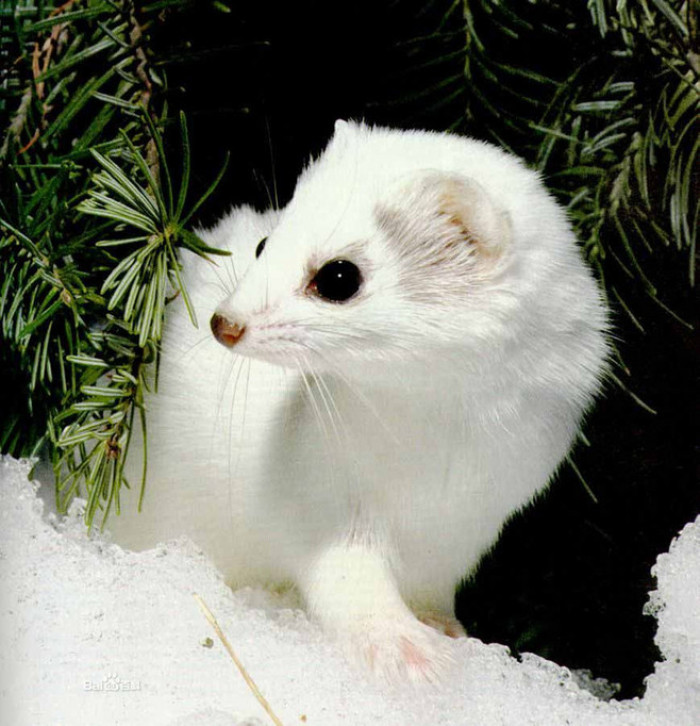 伶鼬(学名:mustela nivalis)为鼬科鼬属的动物.