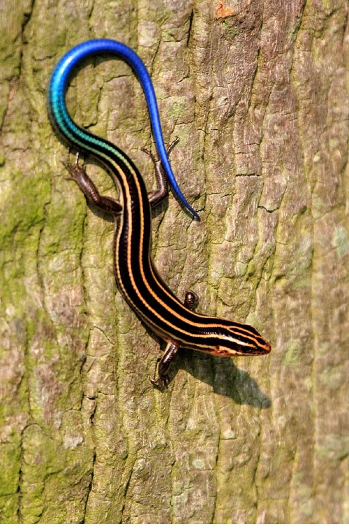 尾石龙子,在台湾又名丽纹石龙子.是属于石龙子科的一个物种.