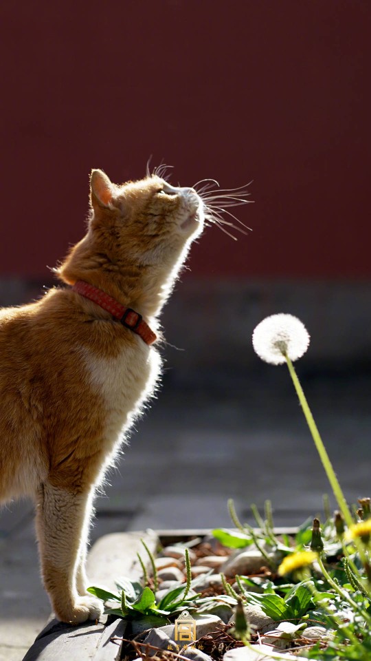 故宫里的御猫超可爱的说