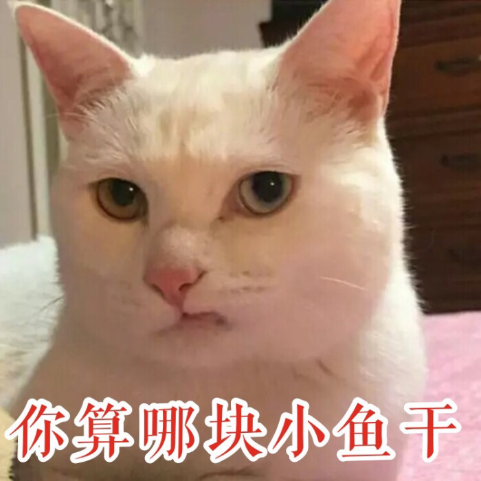 你算哪块小鱼干