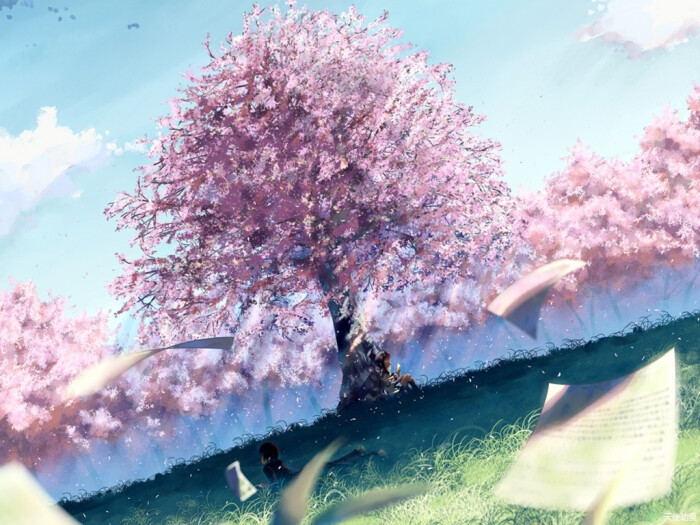樱花飘落
