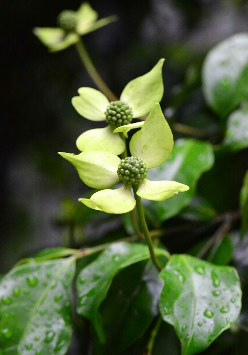 头状四照花