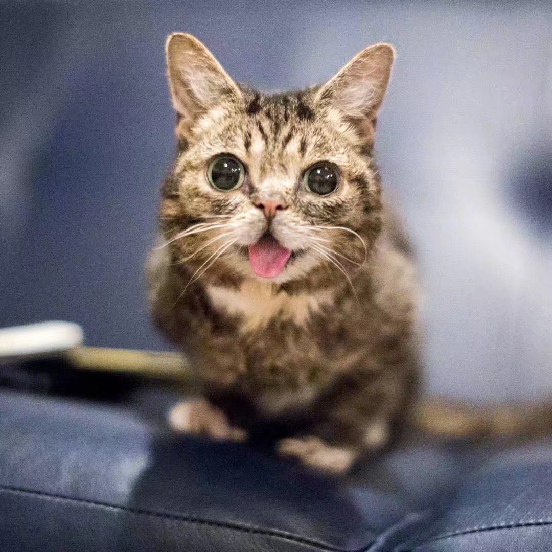 美国著名的吐舌小猫lilbub,因为上下额骨问题让它不能闭合嘴巴只能