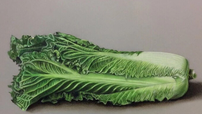 彩铅 超写实白菜