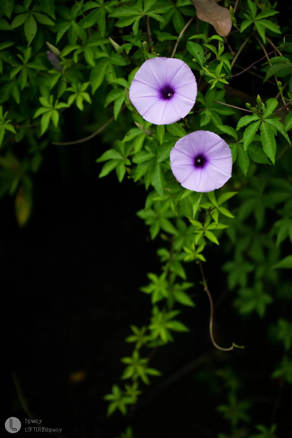 花卉植物唯美小清新