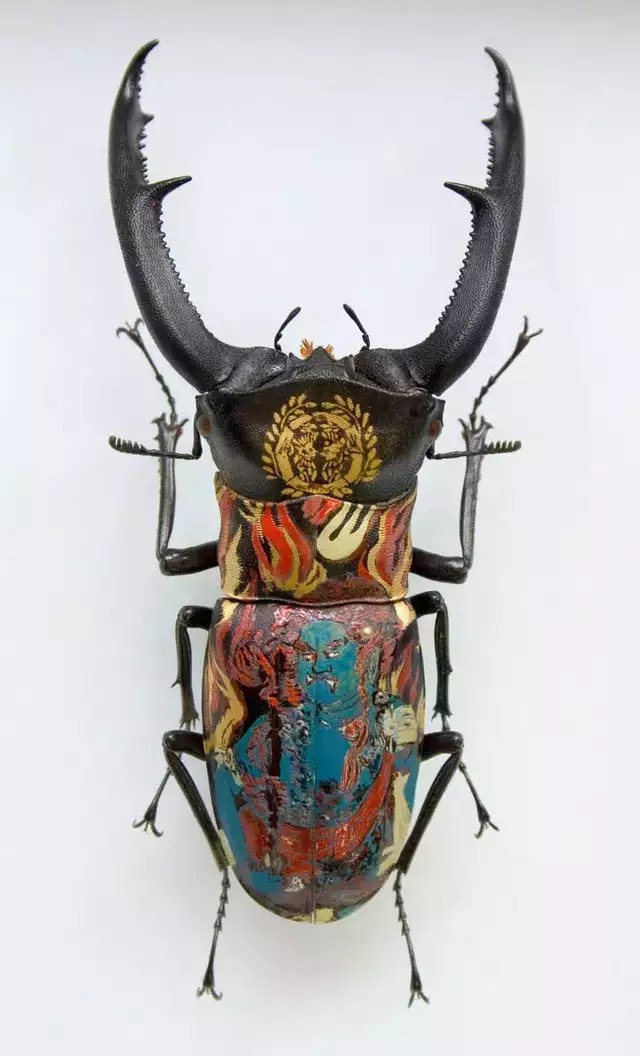 日本艺术家 akihiro higuchi 在甲虫标本上绘制日本传统家纹图案和
