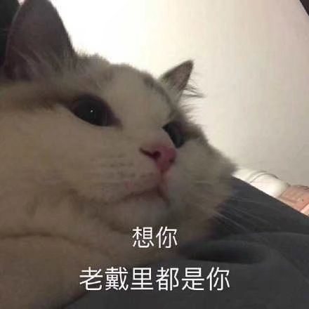 奶猫 表情包