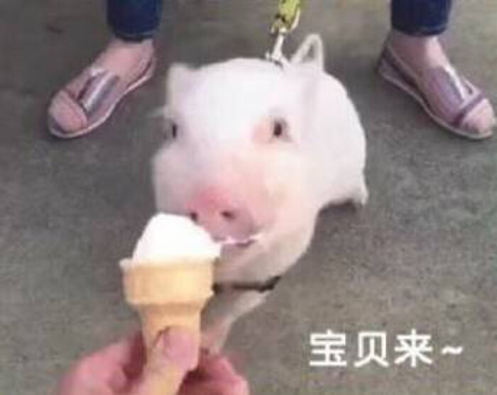 油腻腻的表情包