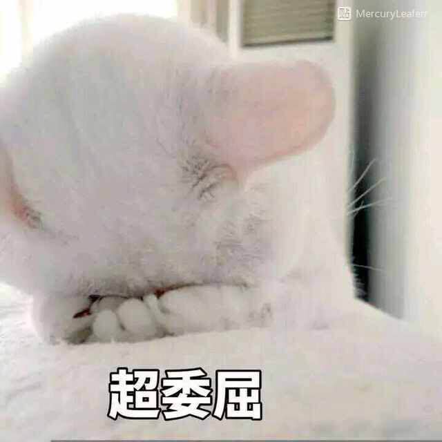 猫咪表情包