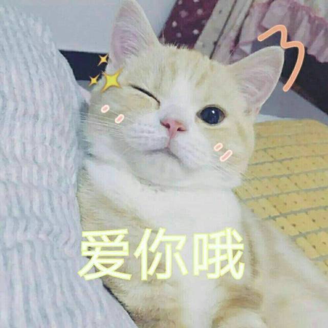 猫咪表情包