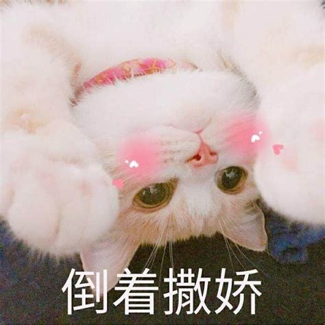 可爱猫咪表情包
