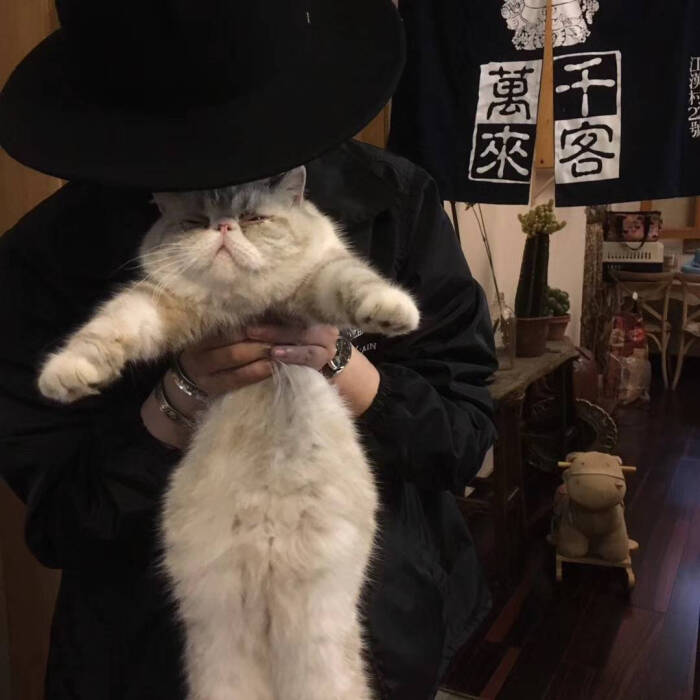宠物头像