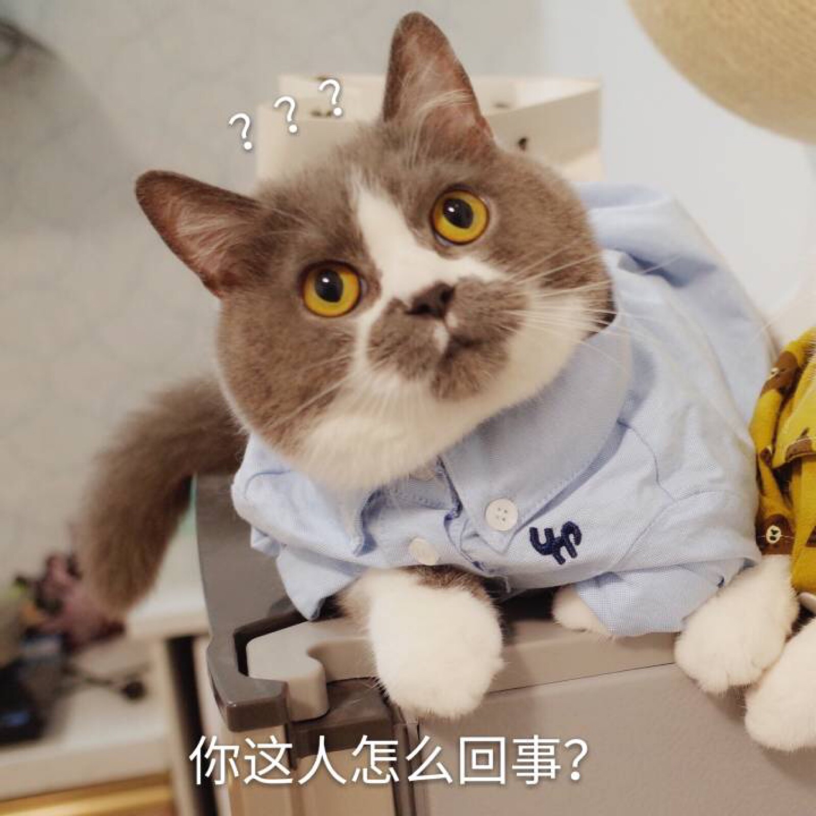 猫表情包 你这人怎么回事?