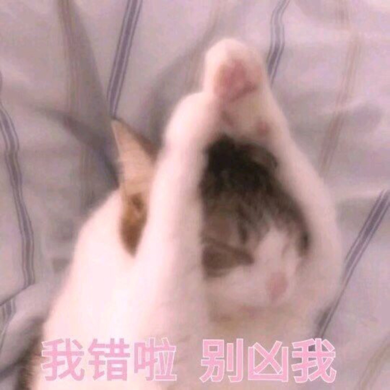 猫表情包 我错啦别凶我