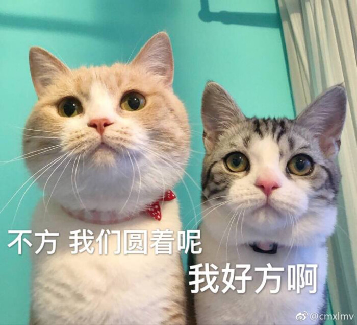 猫表情包 我好方啊