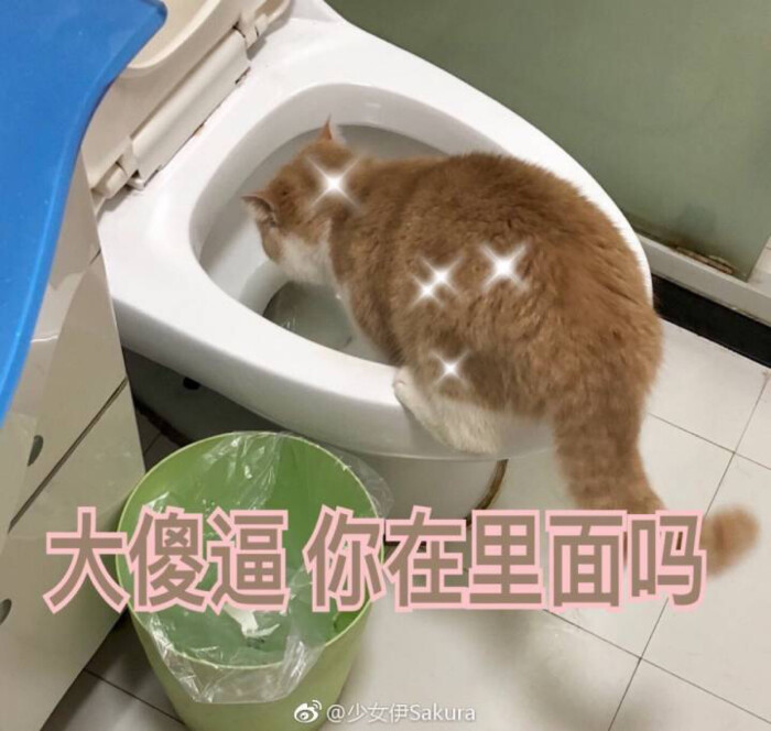 猫喝马桶水 猫表情包