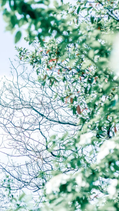 护眼壁纸