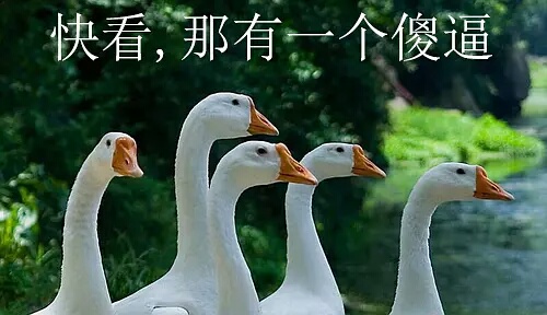 八组鹅专用表情包