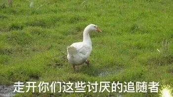 八组鹅专用表情包
