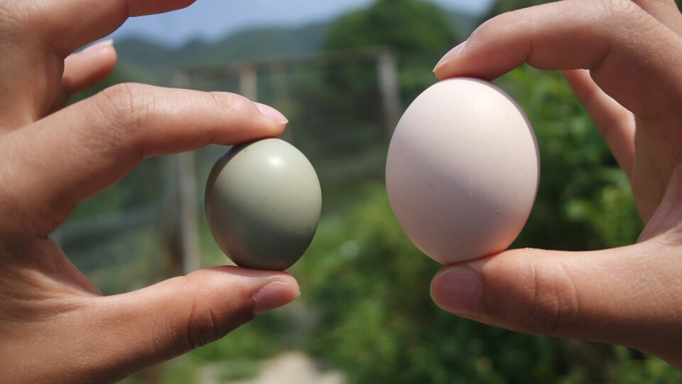 野鸡蛋与土鸡蛋对比大小