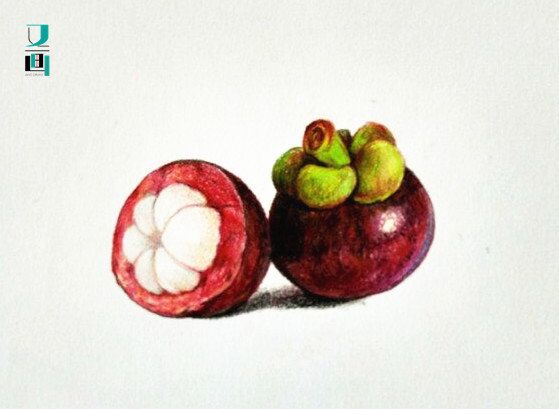 山竹,铅笔画,简单,少儿美术加盟,培训,艺术,插画教程,彩绘,适合新手