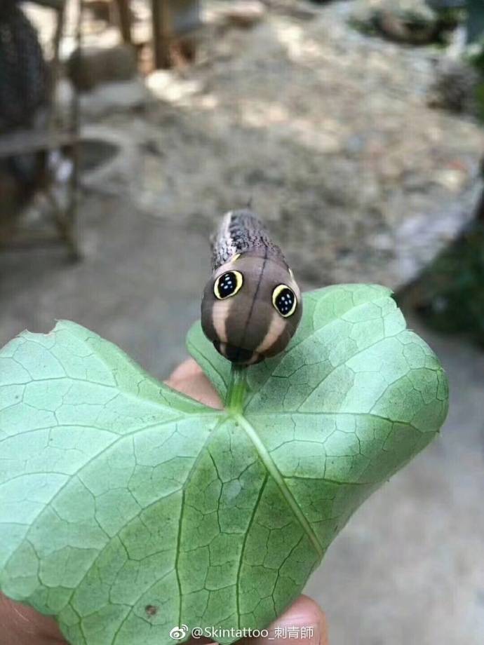 鳞翅目幼虫