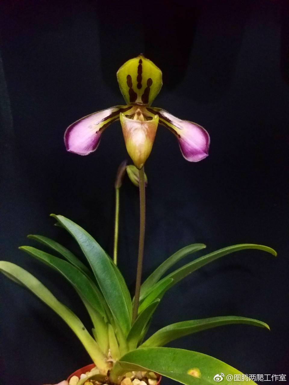 paphiopedilum tigrinum 虎斑兜兰 初开