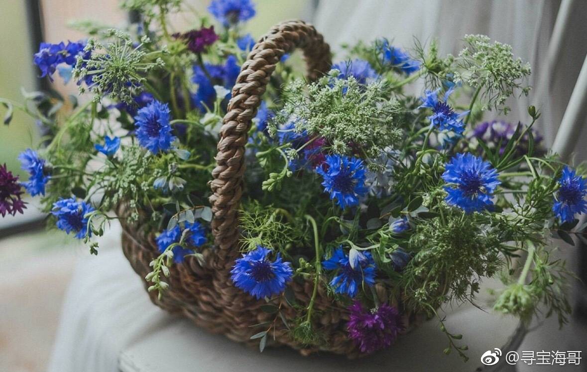 矢车菊