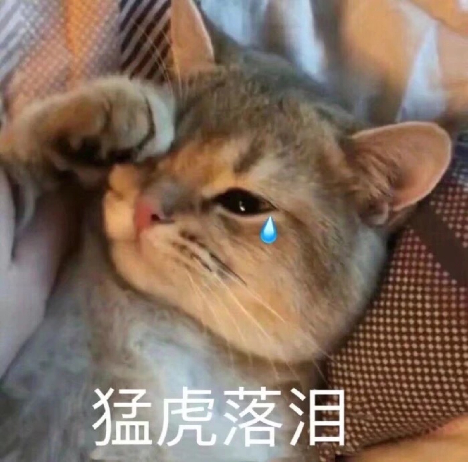 猫咪表情包