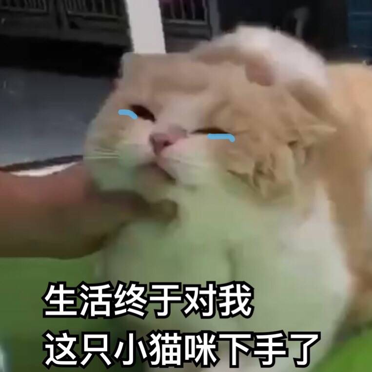 猫咪表情包# (投稿@熊仔拨清波 )