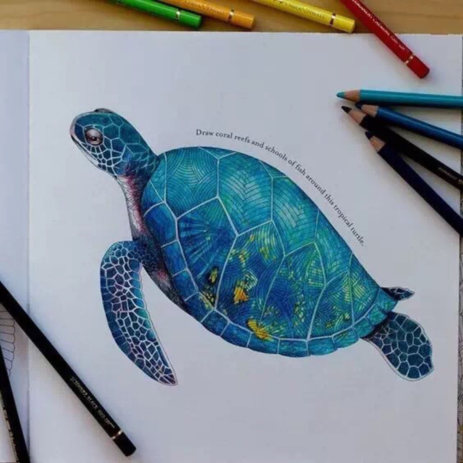 彩铅超写实海龟