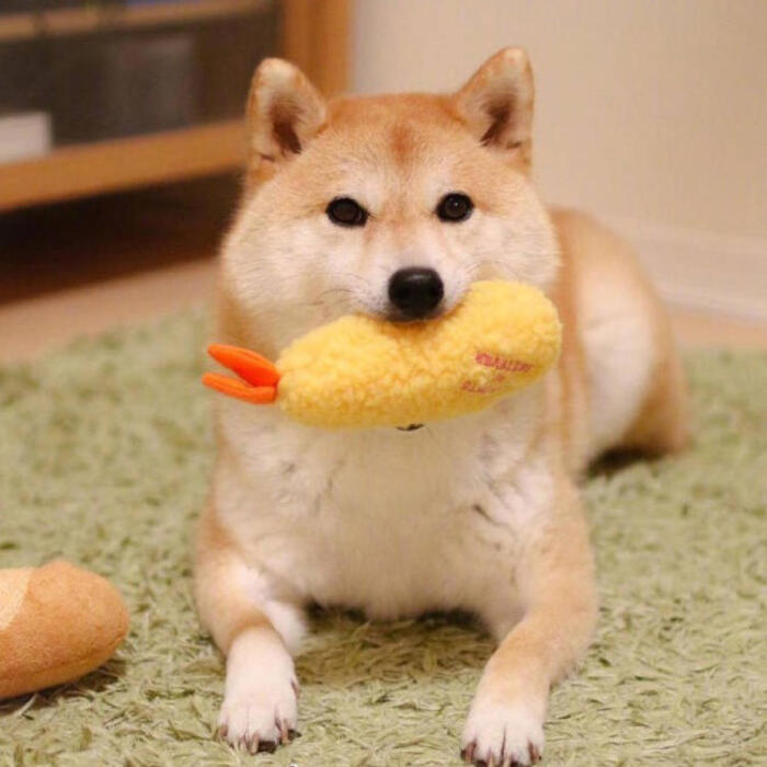 超可爱柴犬头像系列