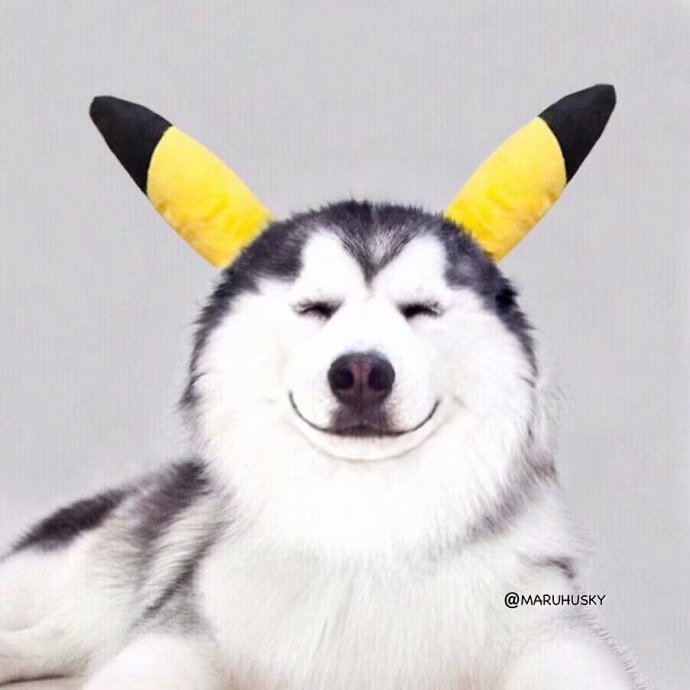 二哈有一股神奇的魔力,一看它就想笑!