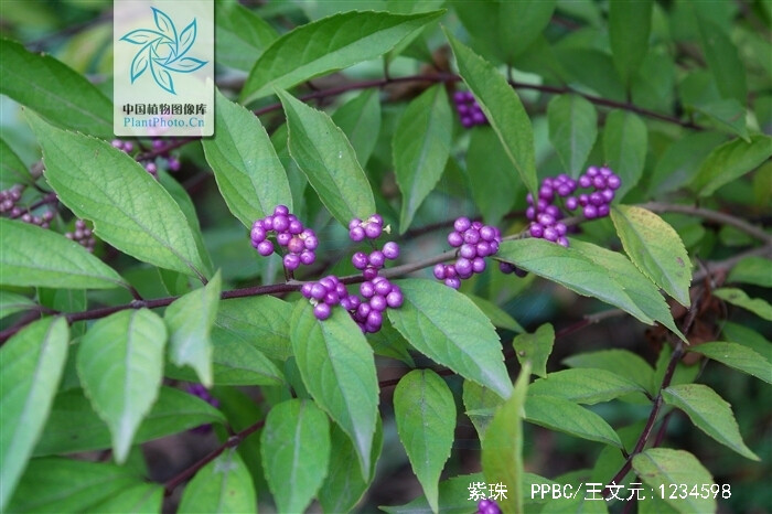 是马鞭草科,紫珠属落叶灌木,高约2米;叶片卵状长椭圆形至椭圆形