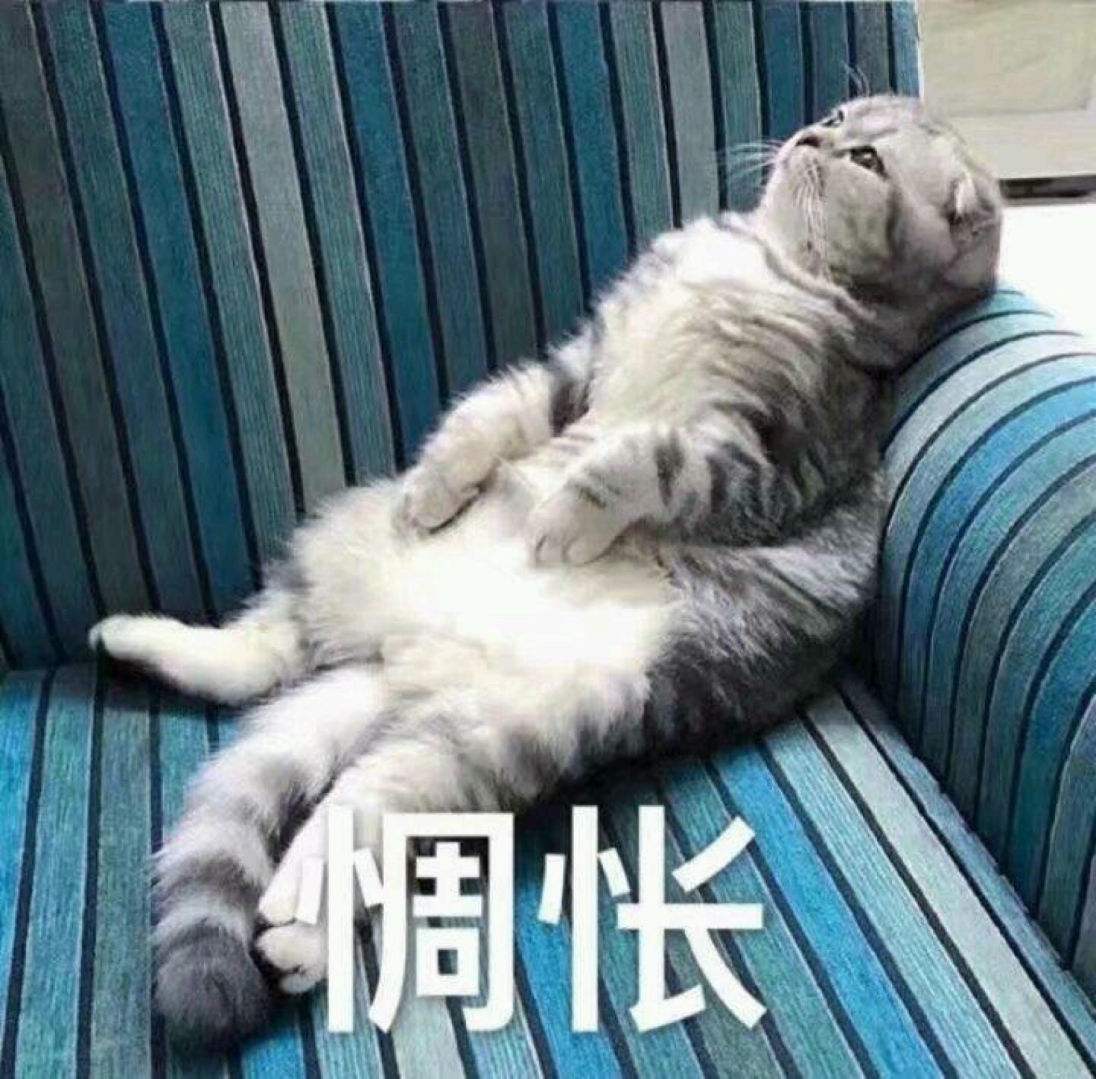 嗯猫猫表情包