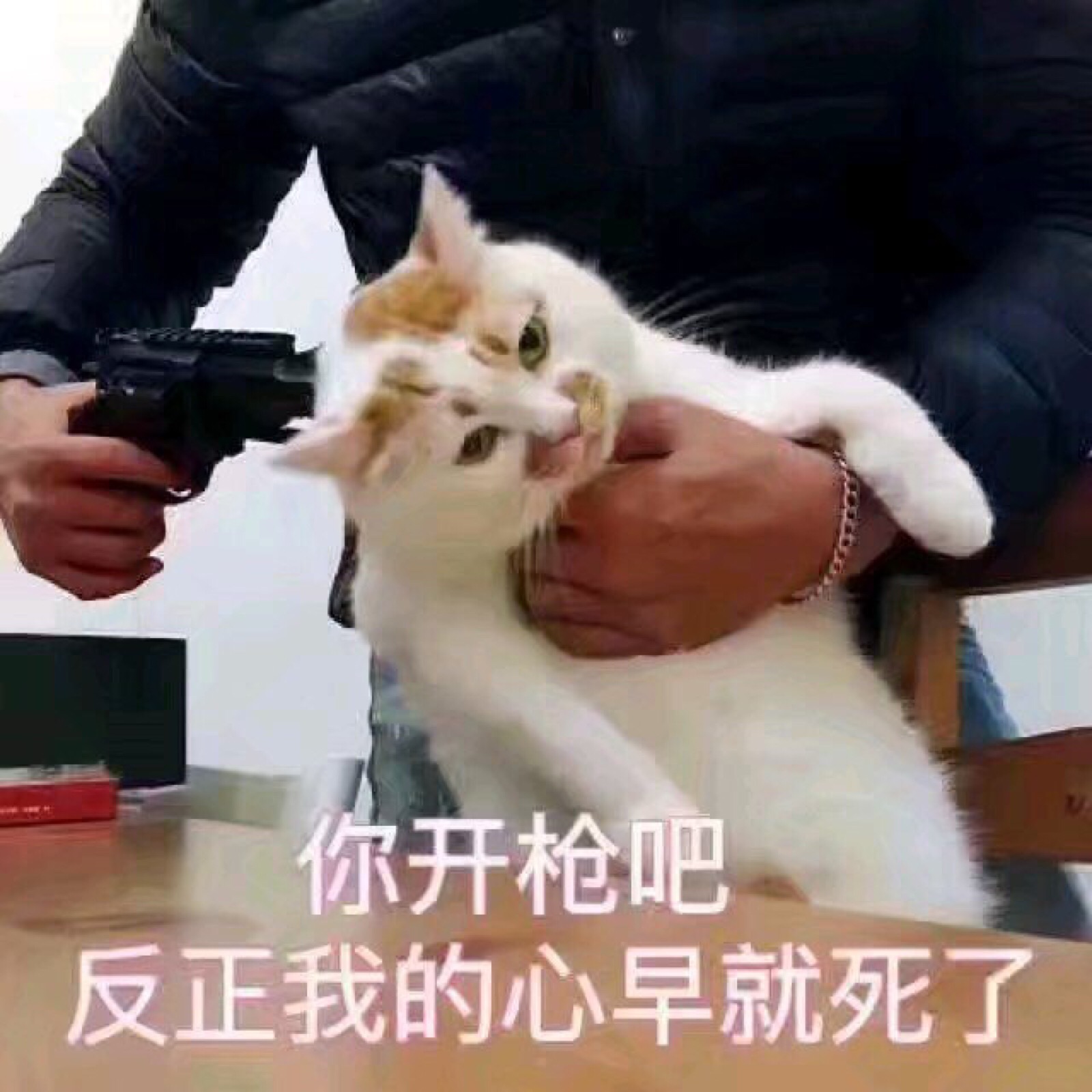 嗯猫猫表情包