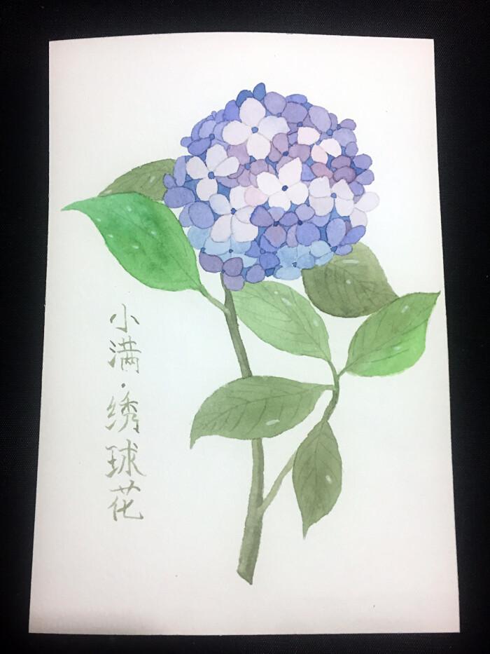 水彩 小满·绣球花 小史宝虹棉浆