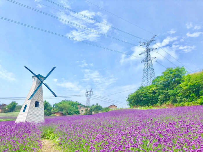 重庆江津麻柳雨仙农谷薰衣草