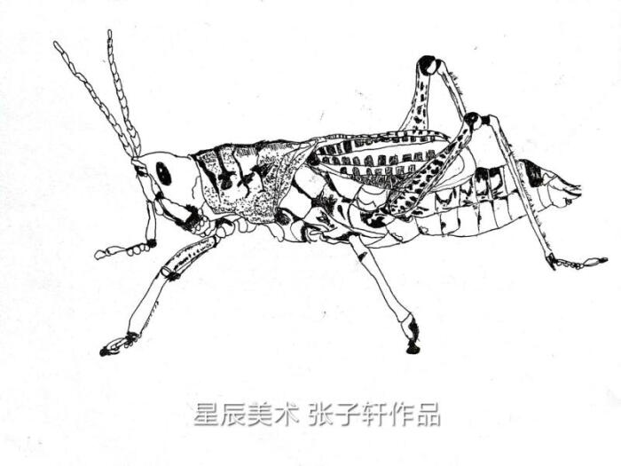 儿童画 线描 装饰画 创意 黑白 螃蟹 蚂蚱