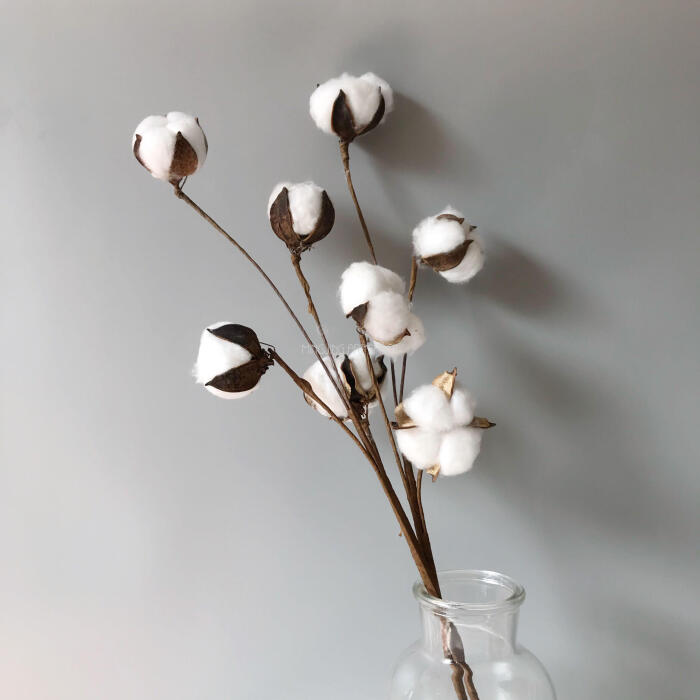 北欧手工棉花干花插花装饰棉花花束制作花材拍照摆拍道具