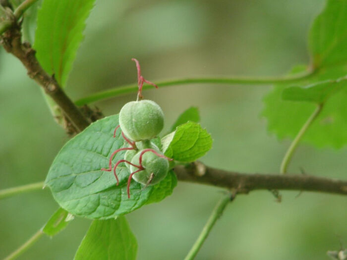 大戟科(euphorbiaceae)