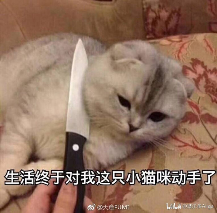 猫咪斗图表情包