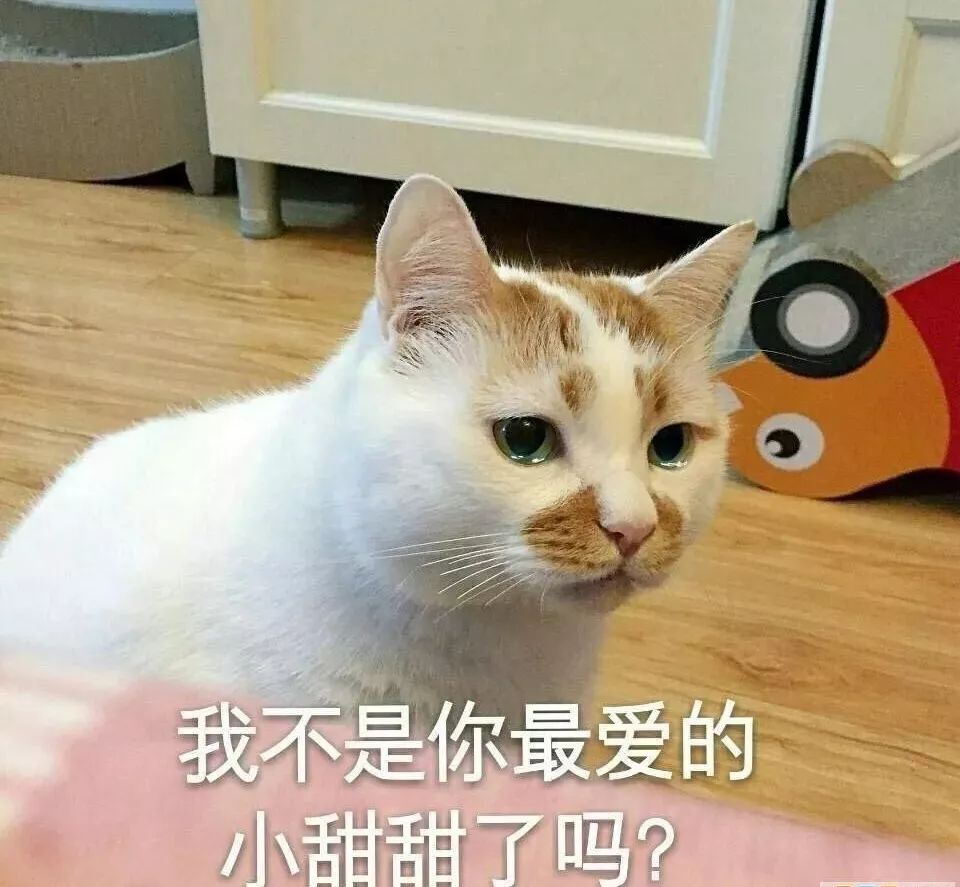 猫咪表情包