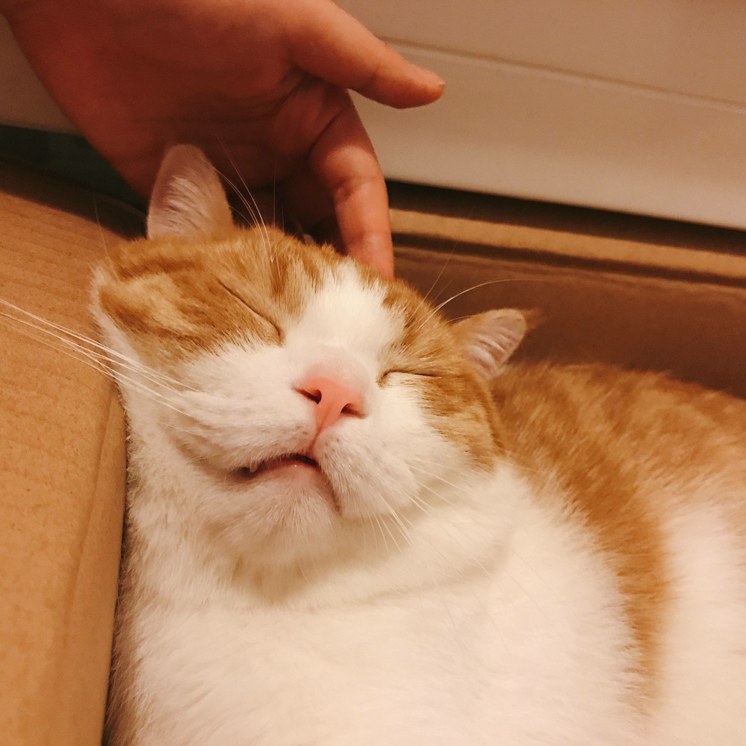 云养猫 橘猫 十爷家的傻鹅子 喵喵喵 猫 猫奴 背景 头像