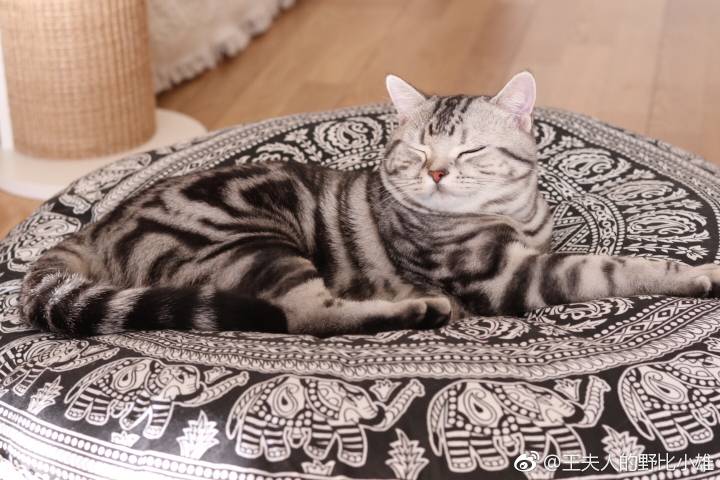 喵喵喵 猫咪 猫奴 铲屎官 吸猫 云养猫 萌 软萌